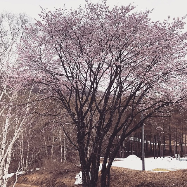 ホテル敷地内の桜の木